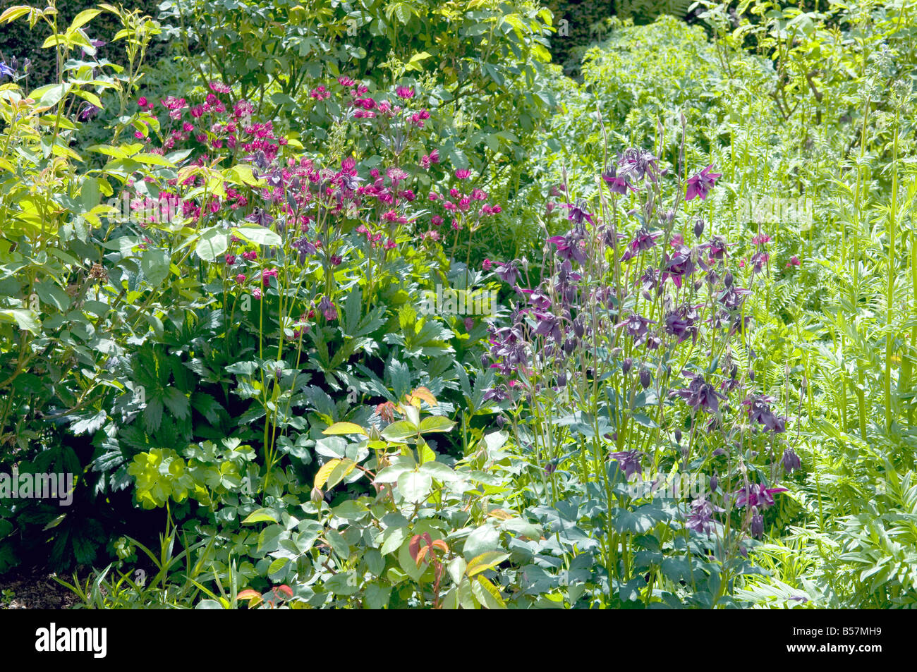 Cottage garden with various plants & flowers Stock Photo - Alamy