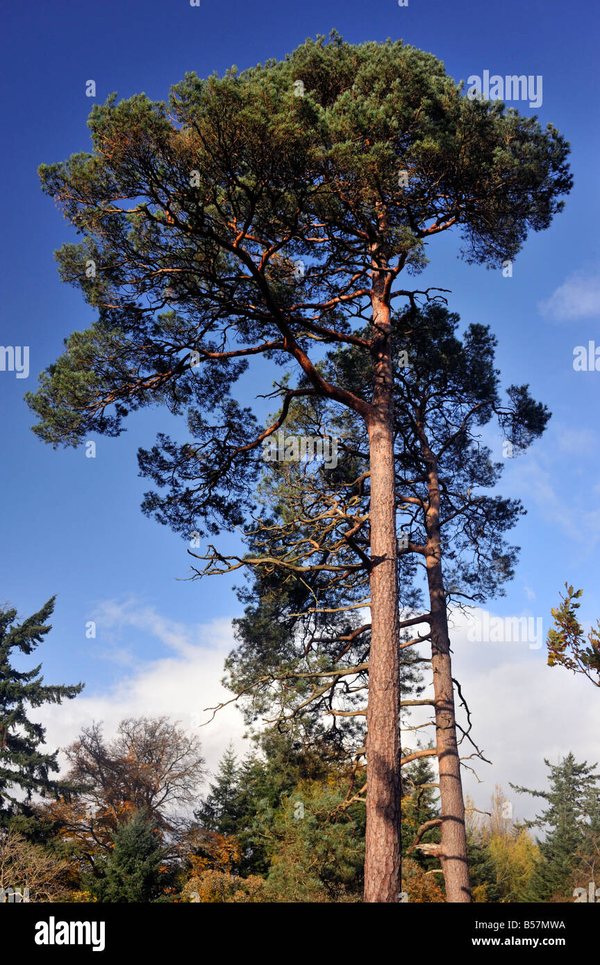 Pinus sylvestris scots pine tree hi-res stock photography and images ...