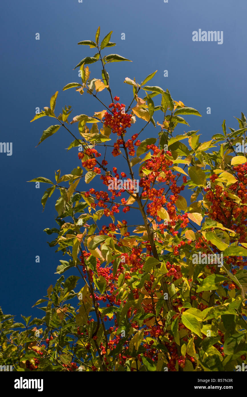 Spindle Euonymus europaeus in fruit autumn saxon villages area Transylvania Romania Stock Photo