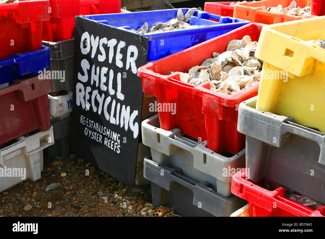 Recycling oyster shells at Whitstable, Kent, UK Stock Photo