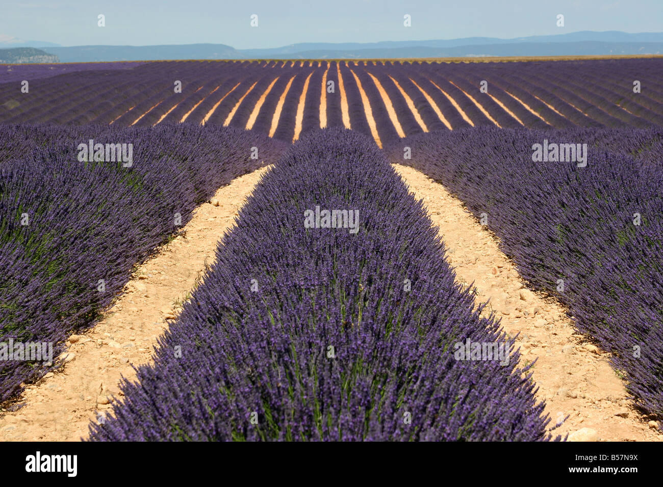 Lavender fields in Provence, France Stock Photo