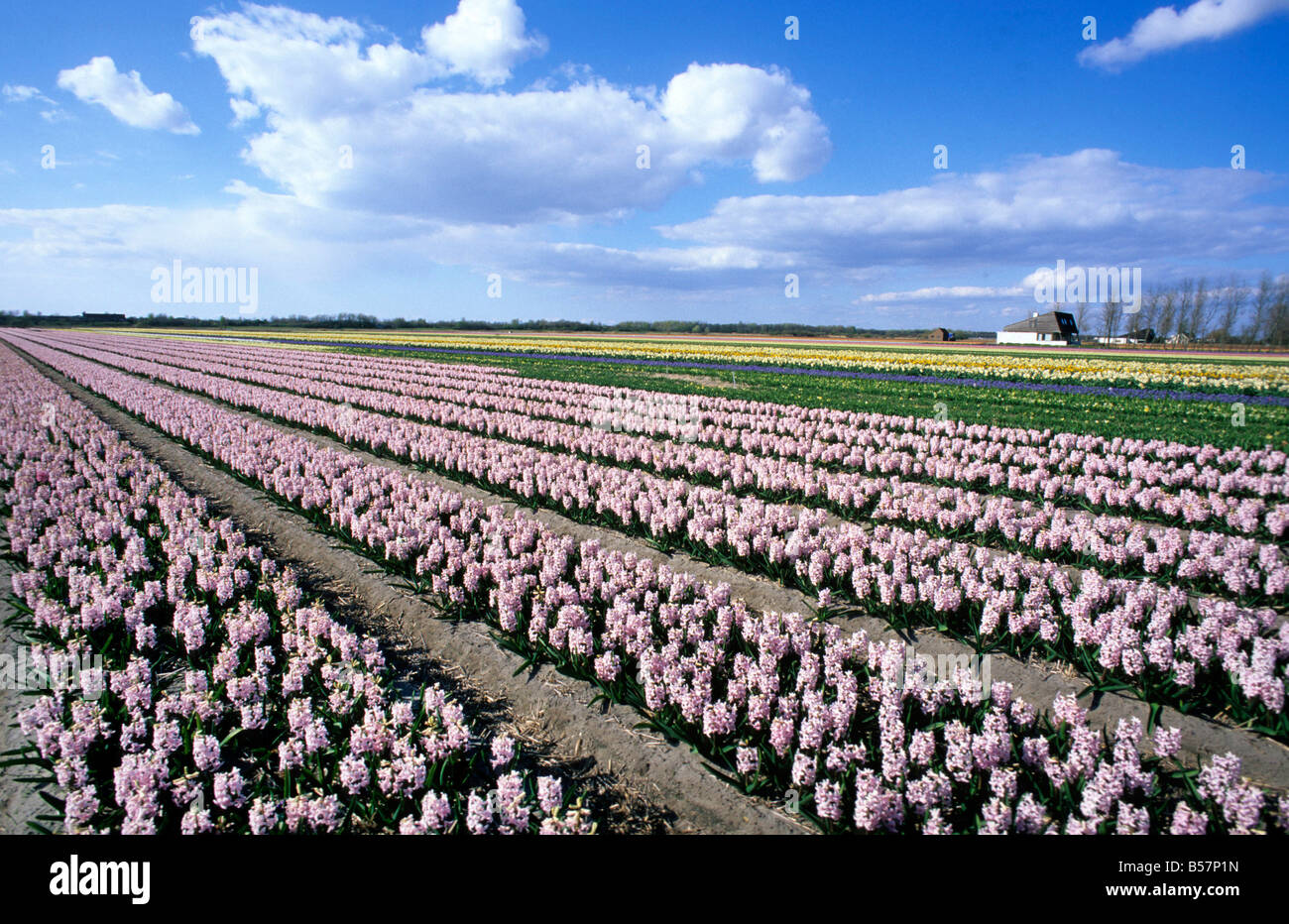 Hyacinth Stock Photo