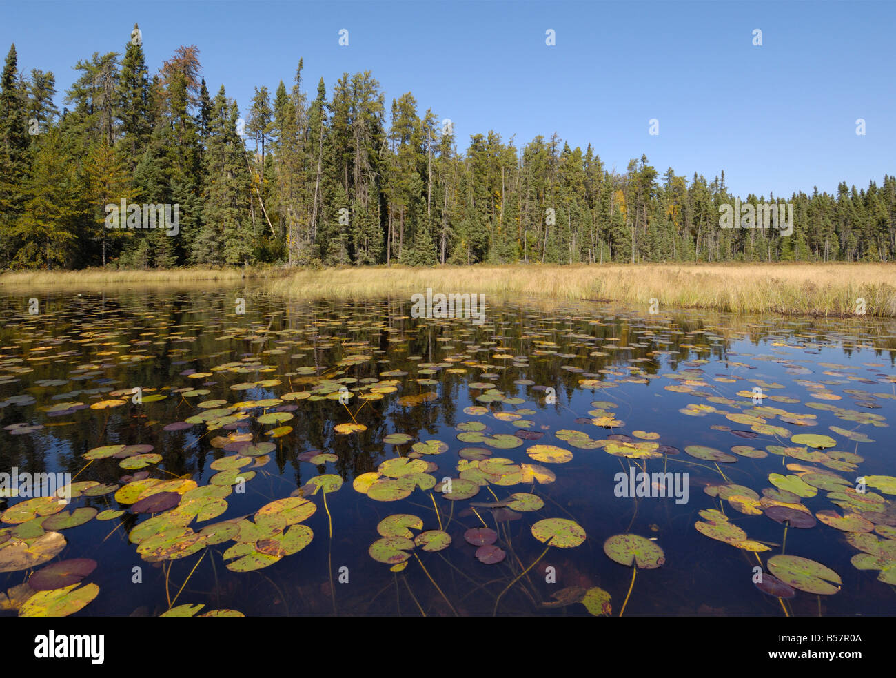 Water lilies on the Frost River, Boundary Waters Canoe Area Wilderness, Superior National Forest, Minnesota Stock Photo