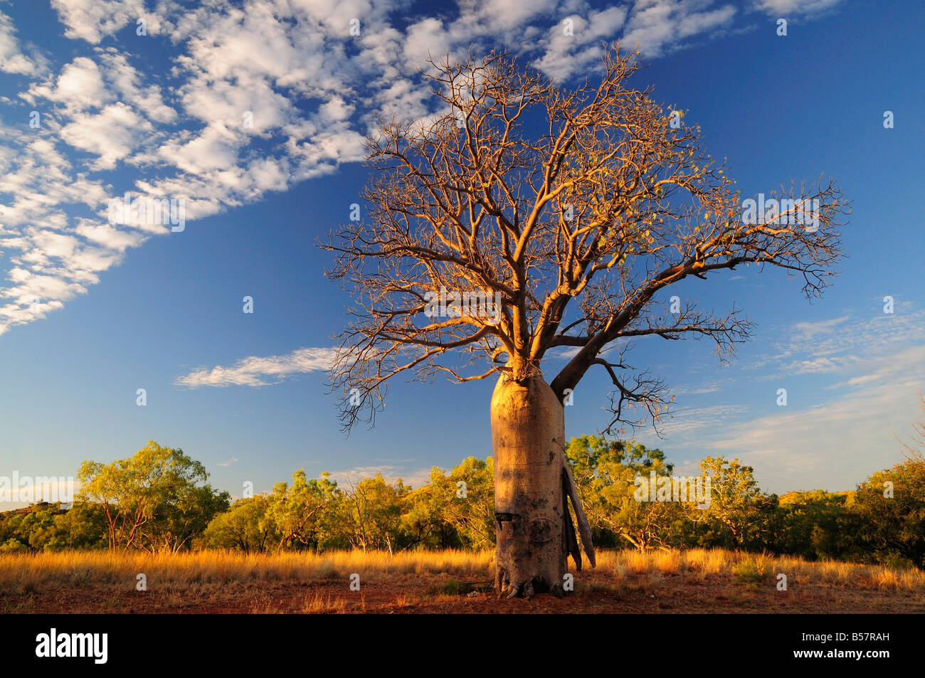 Boab tree, Kimberley, Western Australia, Australia, Pacific Stock Photo