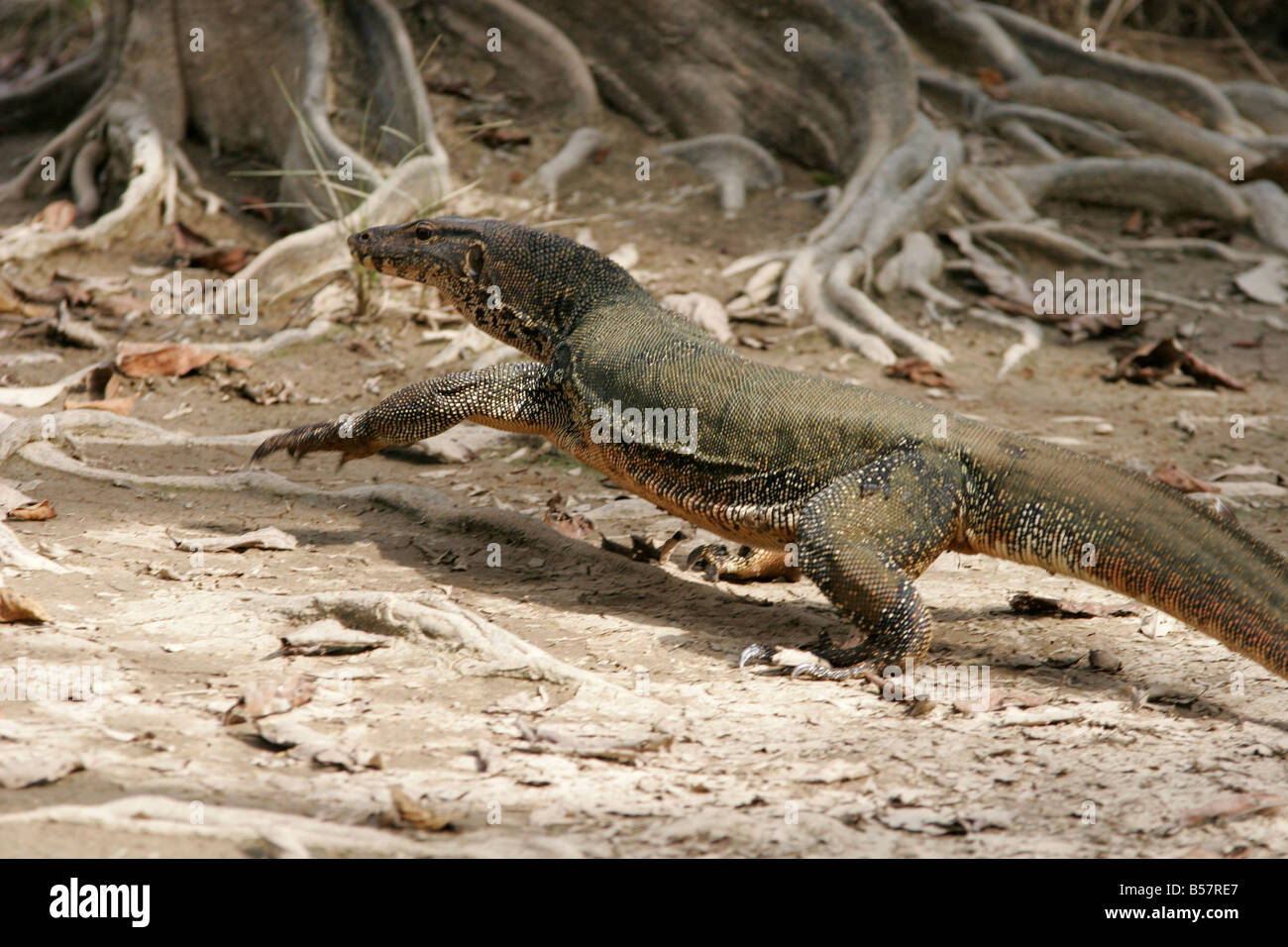 Monitor lizard, Sabah, Borneo, Malaysia Stock Photo Alamy