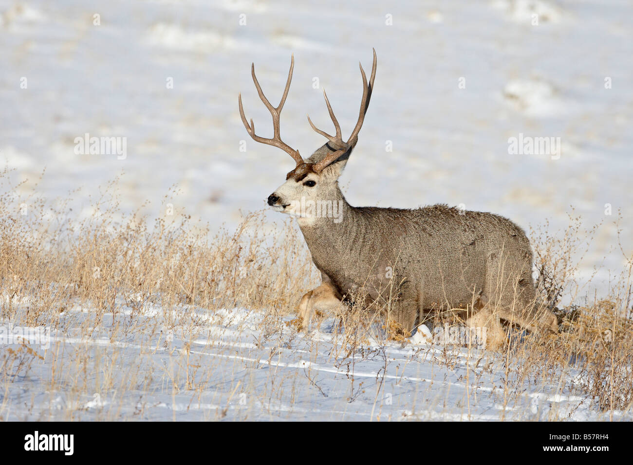 Mule deer (Odocoileus hemionus) buck in snow, Roxborough State Park, Colorado, United States of America, North America Stock Photo