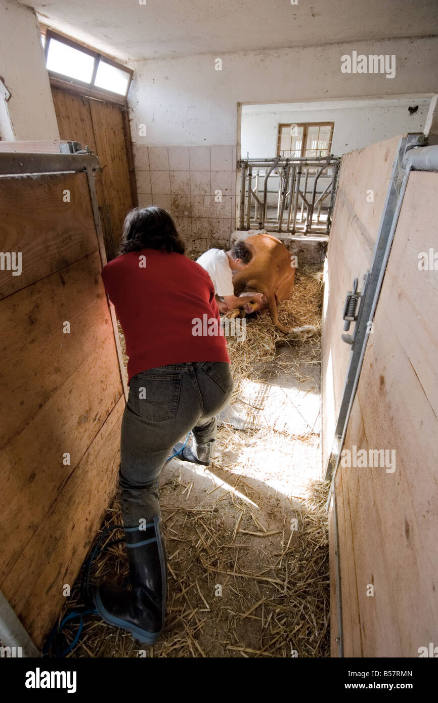 Farmer setting up the ropes to help the cow give birth Stock Photo - Alamy