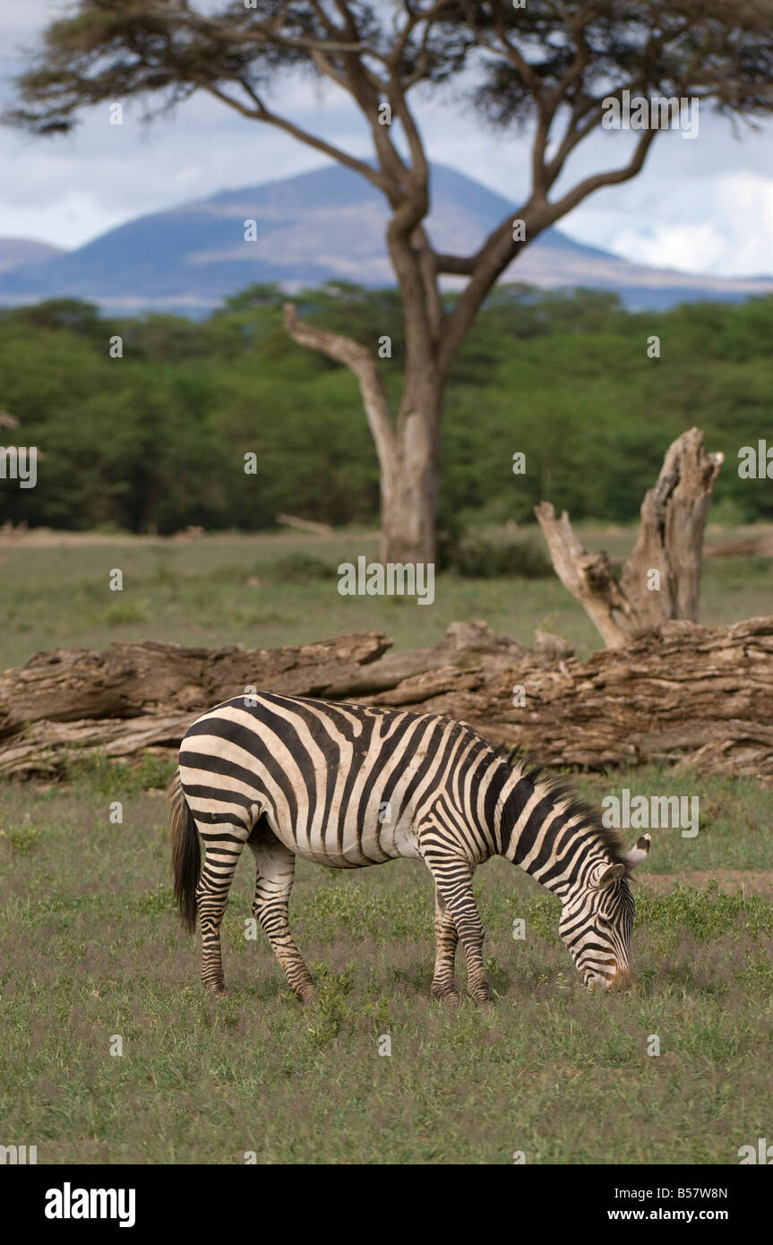 Zebra, Amboseli National Park, Kenya, East Africa, Africa Stock Photo