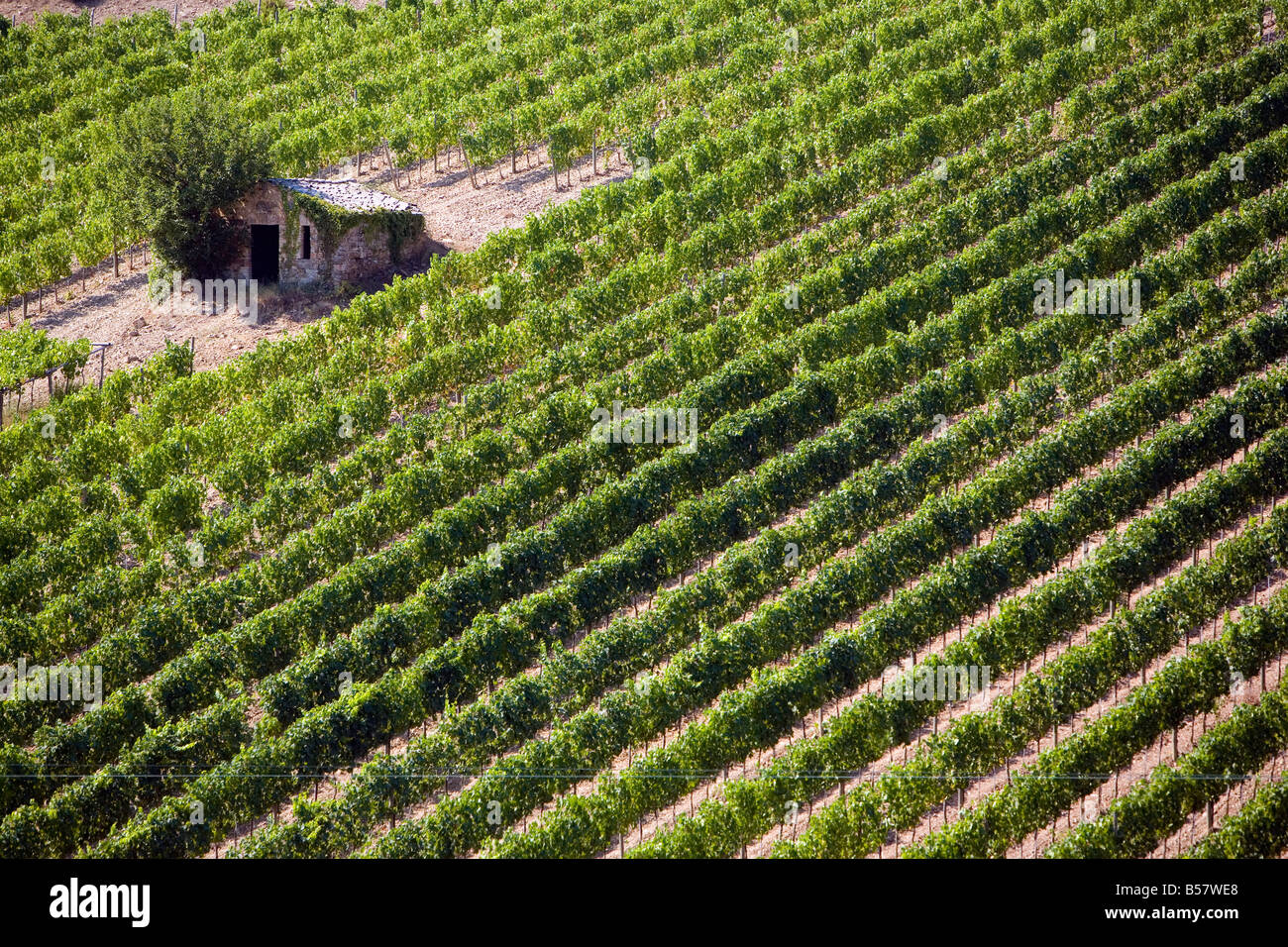 Vineyard, Montalcino, Val d'Orcia, Tuscany, Italy, Europe Stock Photo