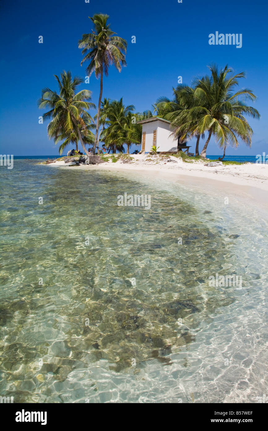 Palm trees on beach, Silk Caye, Belize, Central America Stock Photo