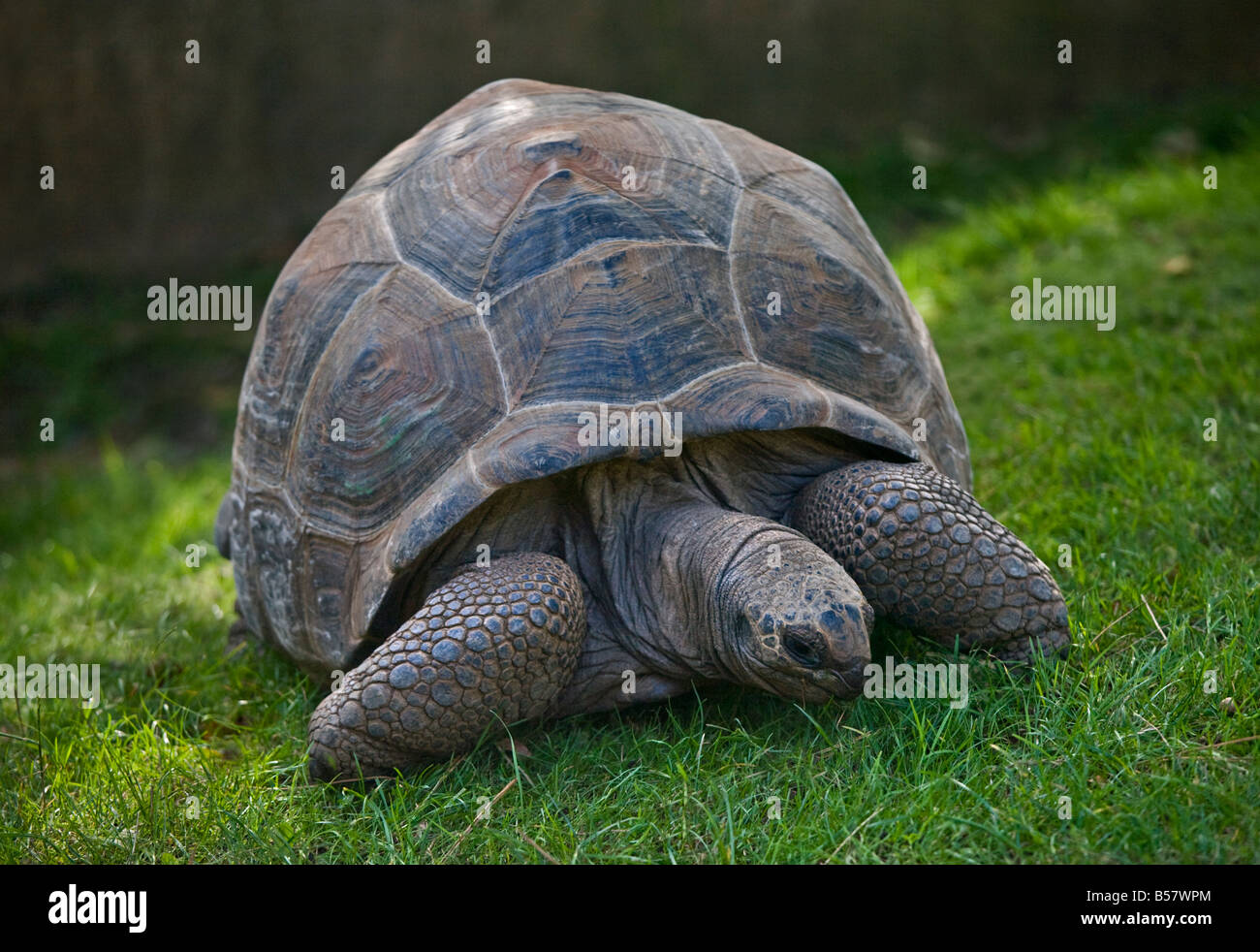 Giant Tortoise Stock Photo