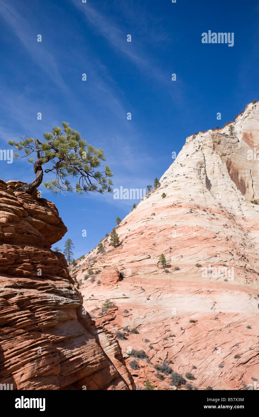 Rocky mountain ponderosa pine tree hi-res stock photography and images ...