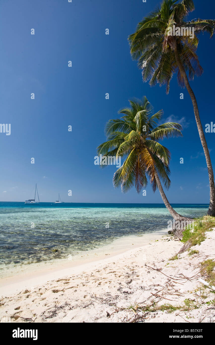 Palm trees on beach Silk Caye Belize Central America Stock Photo