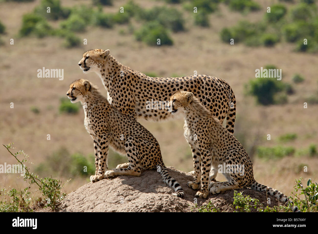 Cheetah (Acinonyx jubatus) mother and two cubs, Masai Mara National Reserve, Kenya, East Africa, Africa Stock Photo