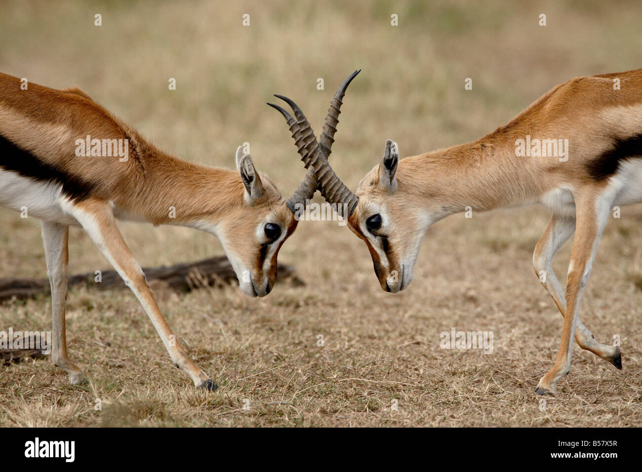 Male Thomson's gazelle (Gazella thomsonii) fighting, Masai Mara National Reserve, Kenya, East Africa, Africa Stock Photo