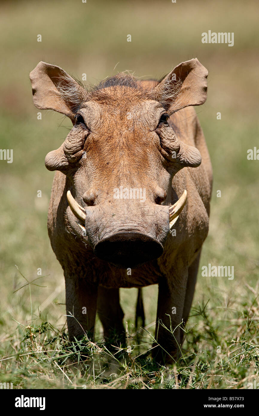 Warthog (Phacochoerus aethiopicus), Samburu National Reserve, Kenya, East Africa, Africa Stock Photo