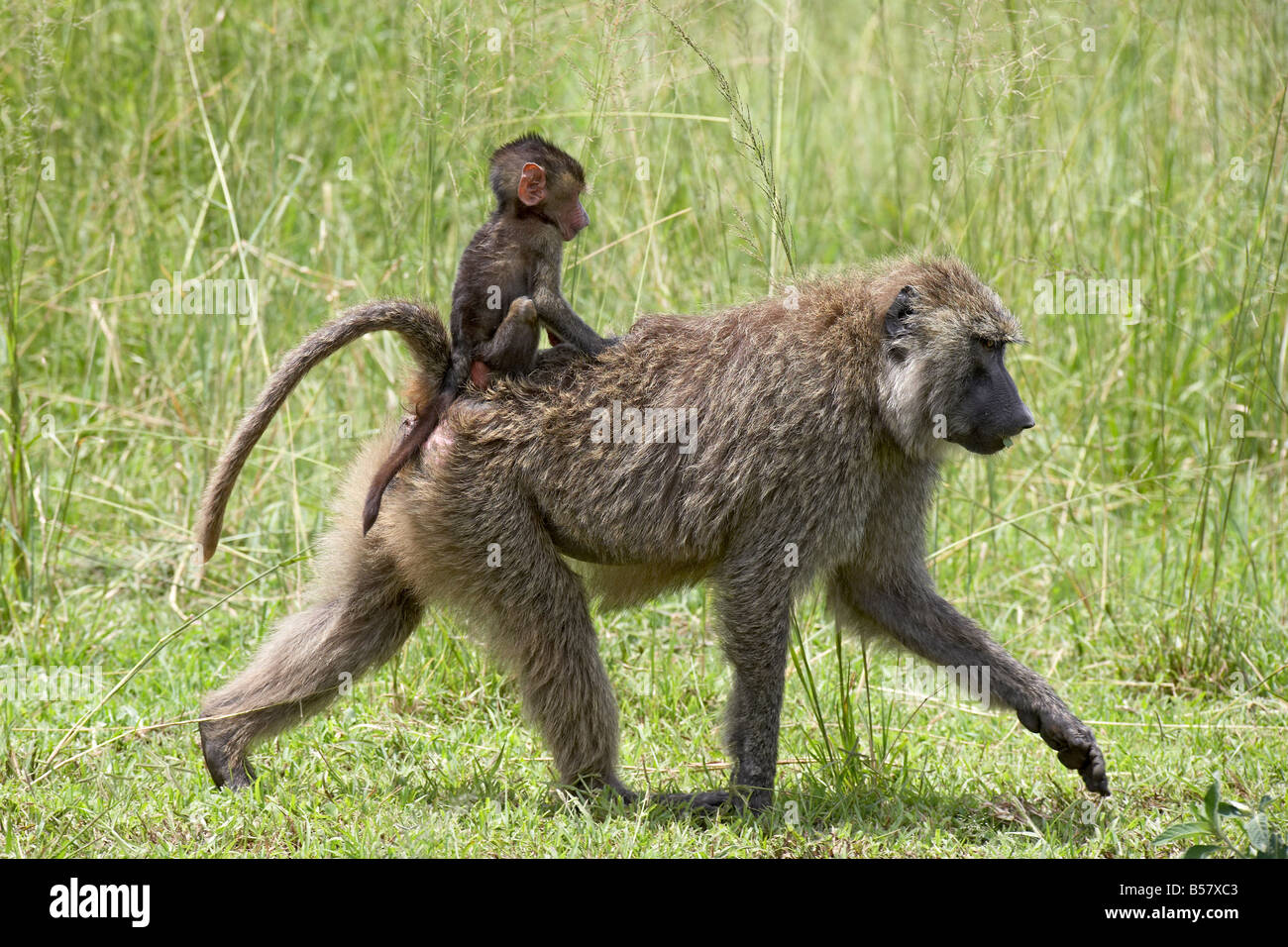 Olive baboon (Papio cynocephalus anubis) infant riding on its mother's back, Serengeti National Park, Tanzania Stock Photo