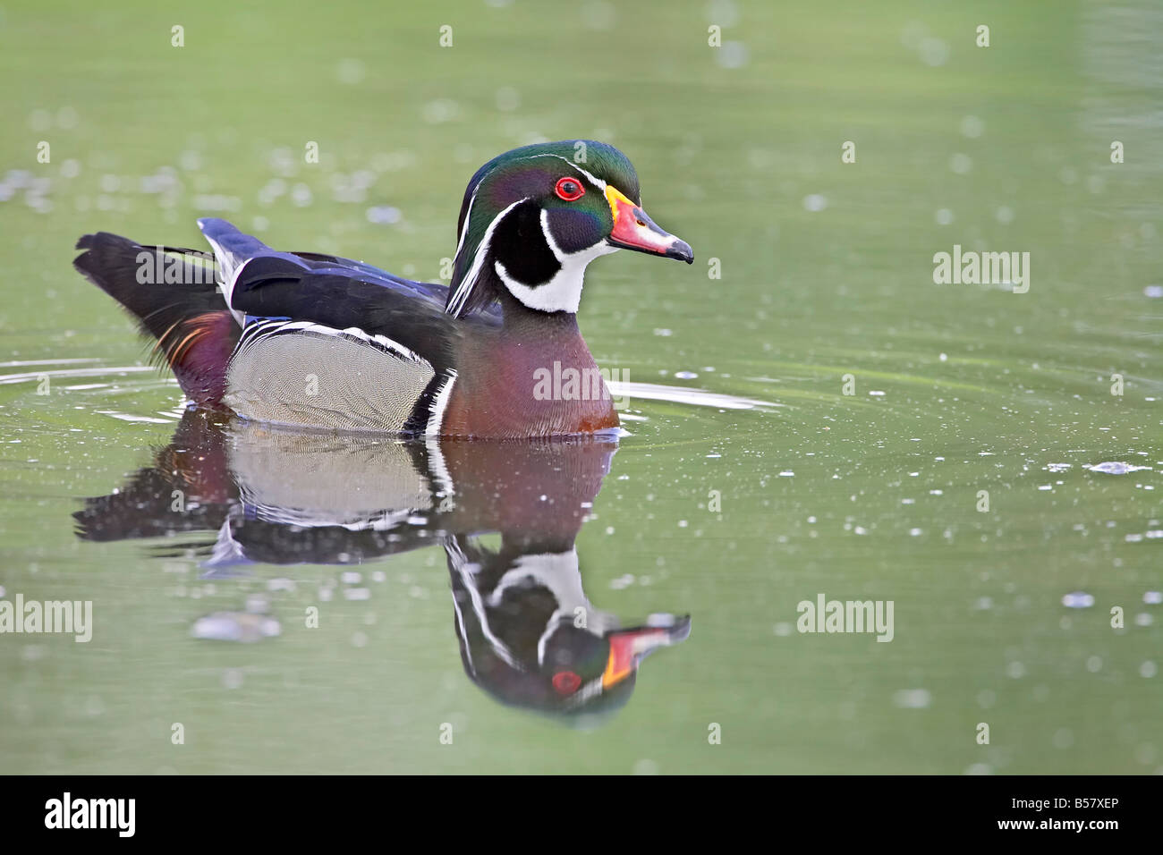 Male wood duck (Aix sponsa) swimming, Belmar Historic Park, Lakewood