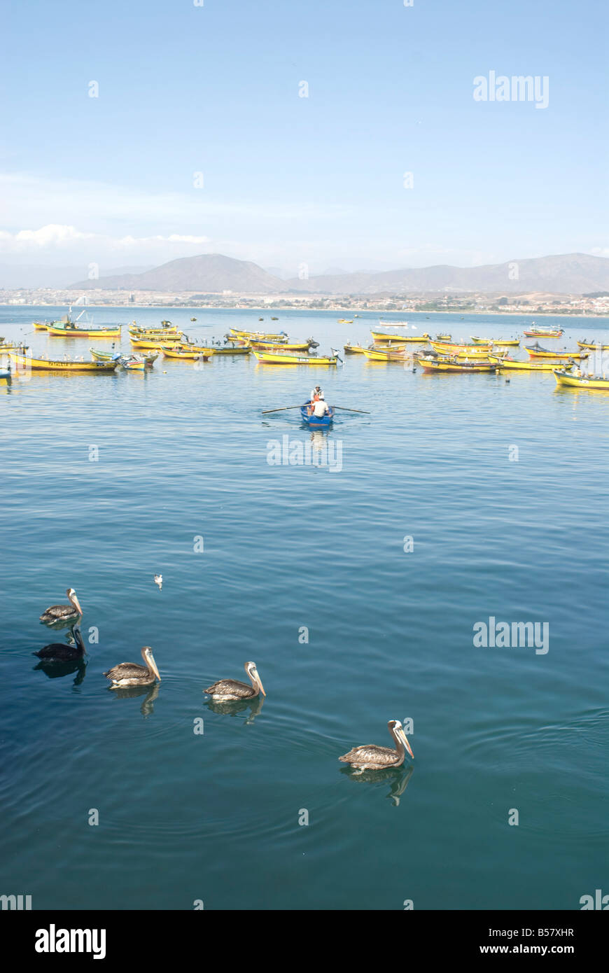 Two men bring in harvest of the sea, Chimbote, Chile, South America Stock Photo