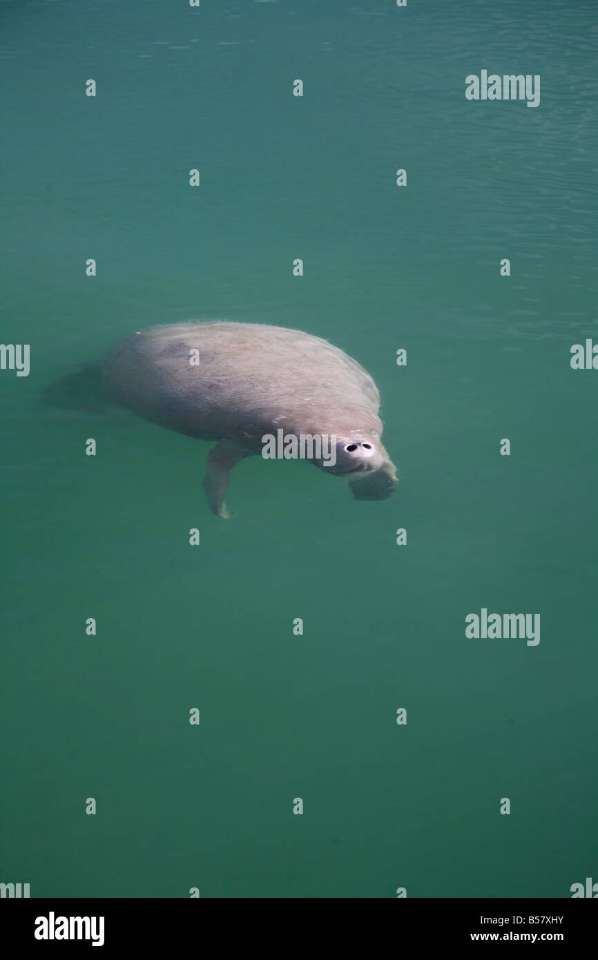 Manatee Swallow Caye Wildlife Sanctuary Belize Central America Stock Photo