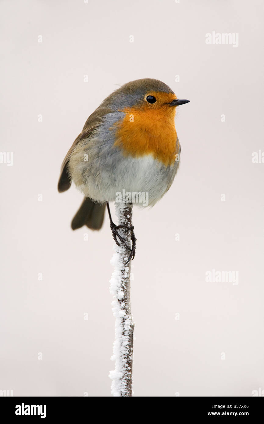 English robin hi-res stock photography and images - Alamy