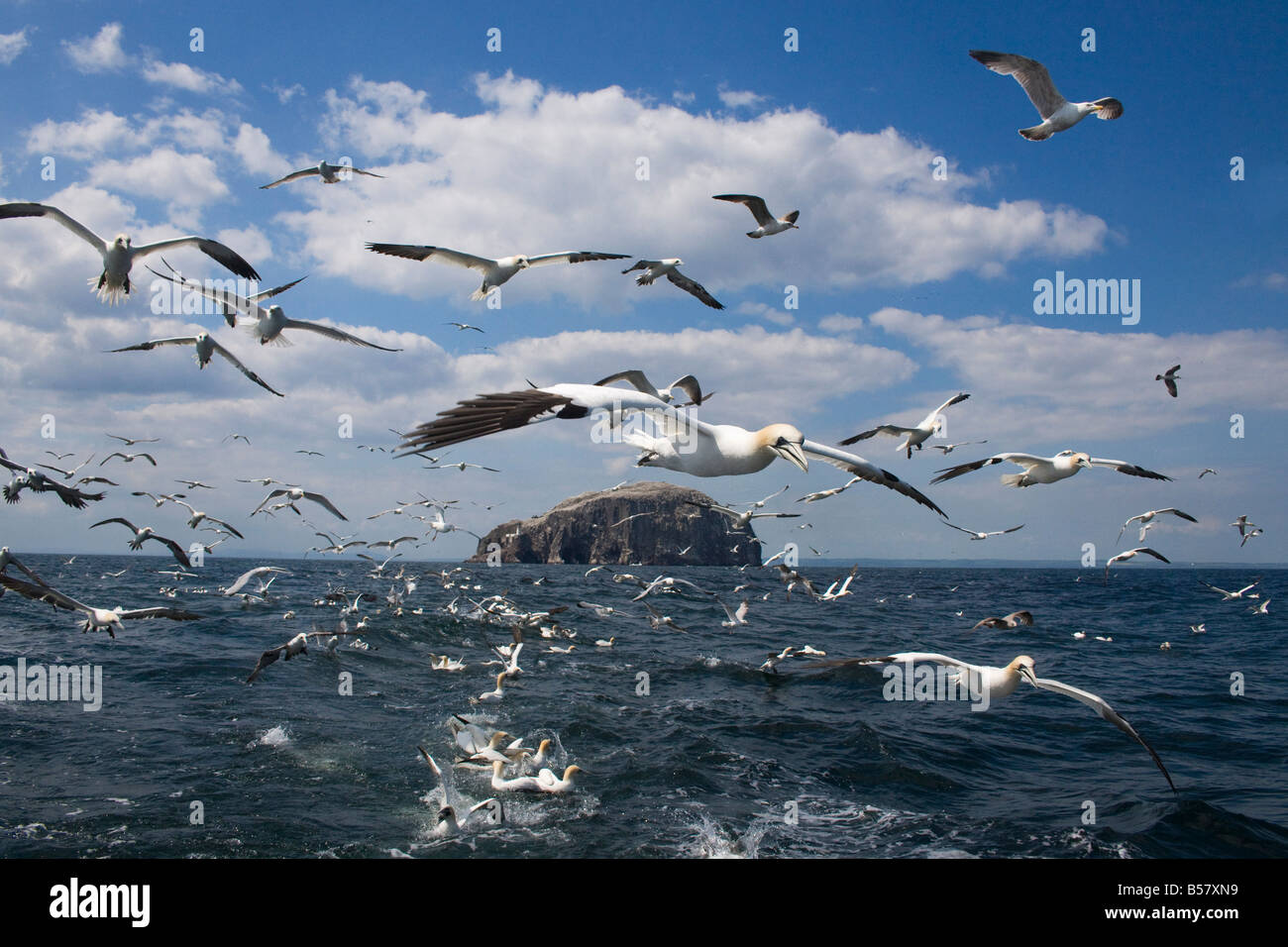 Gannets (Morus bassanus) in flight, following fishing boat off Bass Rock, Firth of Forth, Scotland, United Kingdom, Europe Stock Photo