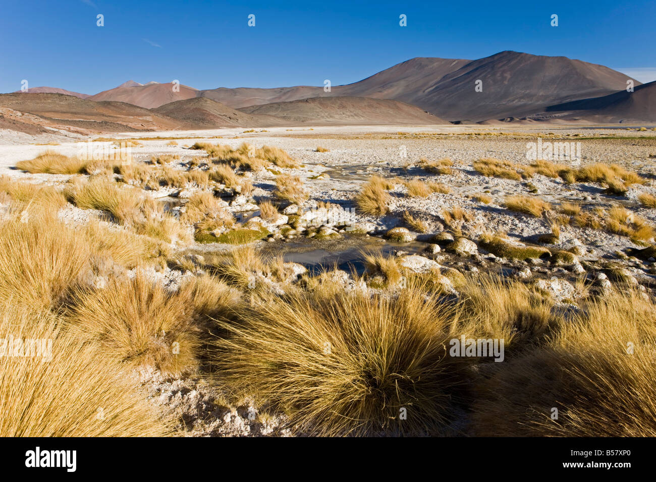 Altiplano Los Flamencos National Reserve Atacama Desert Antofagasta altiplano-los-flamencos-national-reserve-atacama-desert-antofagasta