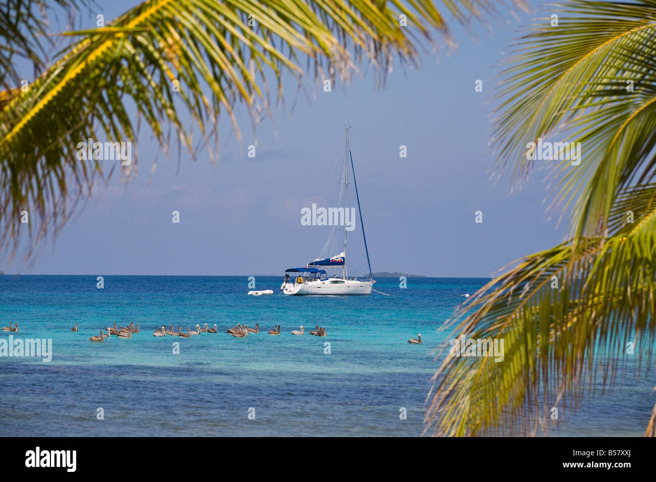 Pelicans in front of catamaran Laughing Bird Caye National Park UNESCO World Heritage Site Belize Central America Stock Photo