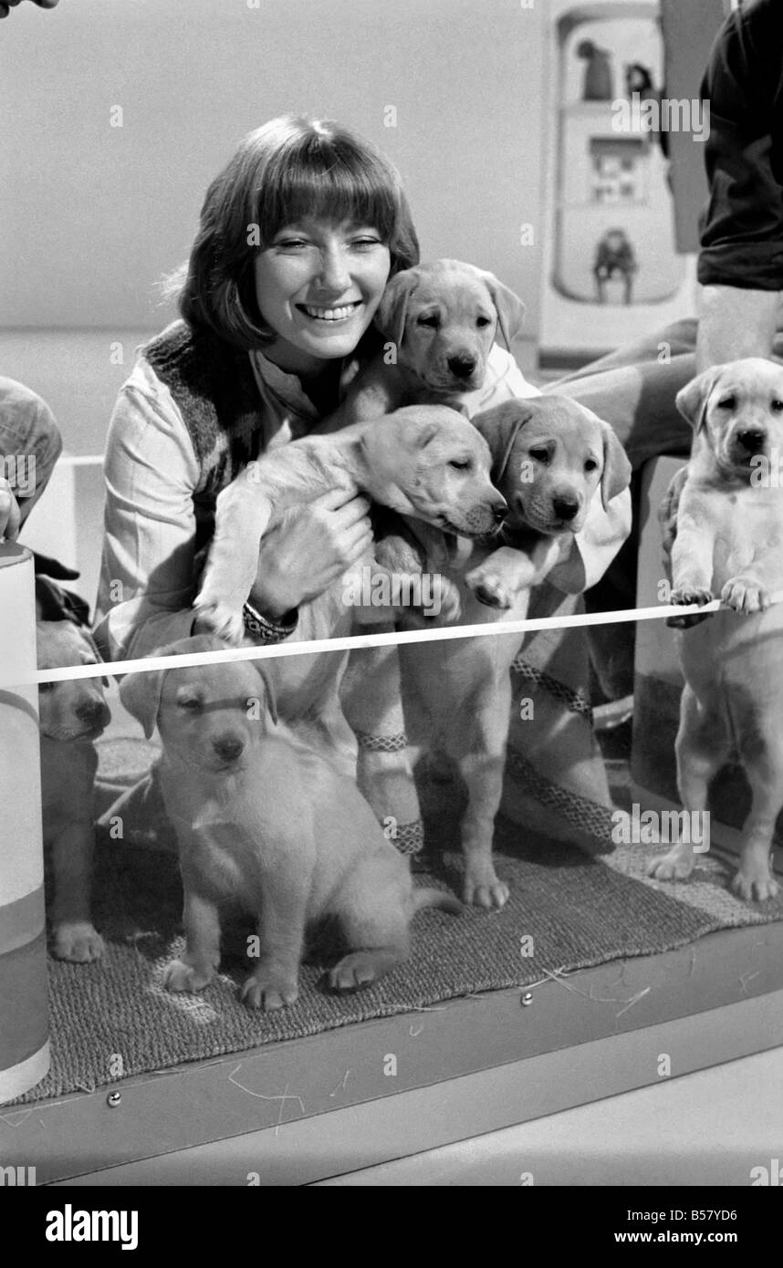 Blue Peter appeal for blind smashes through target. Lesley Judd. 'Blue Peter' and Puppies. January 1975 75-00022-004 Stock Photo