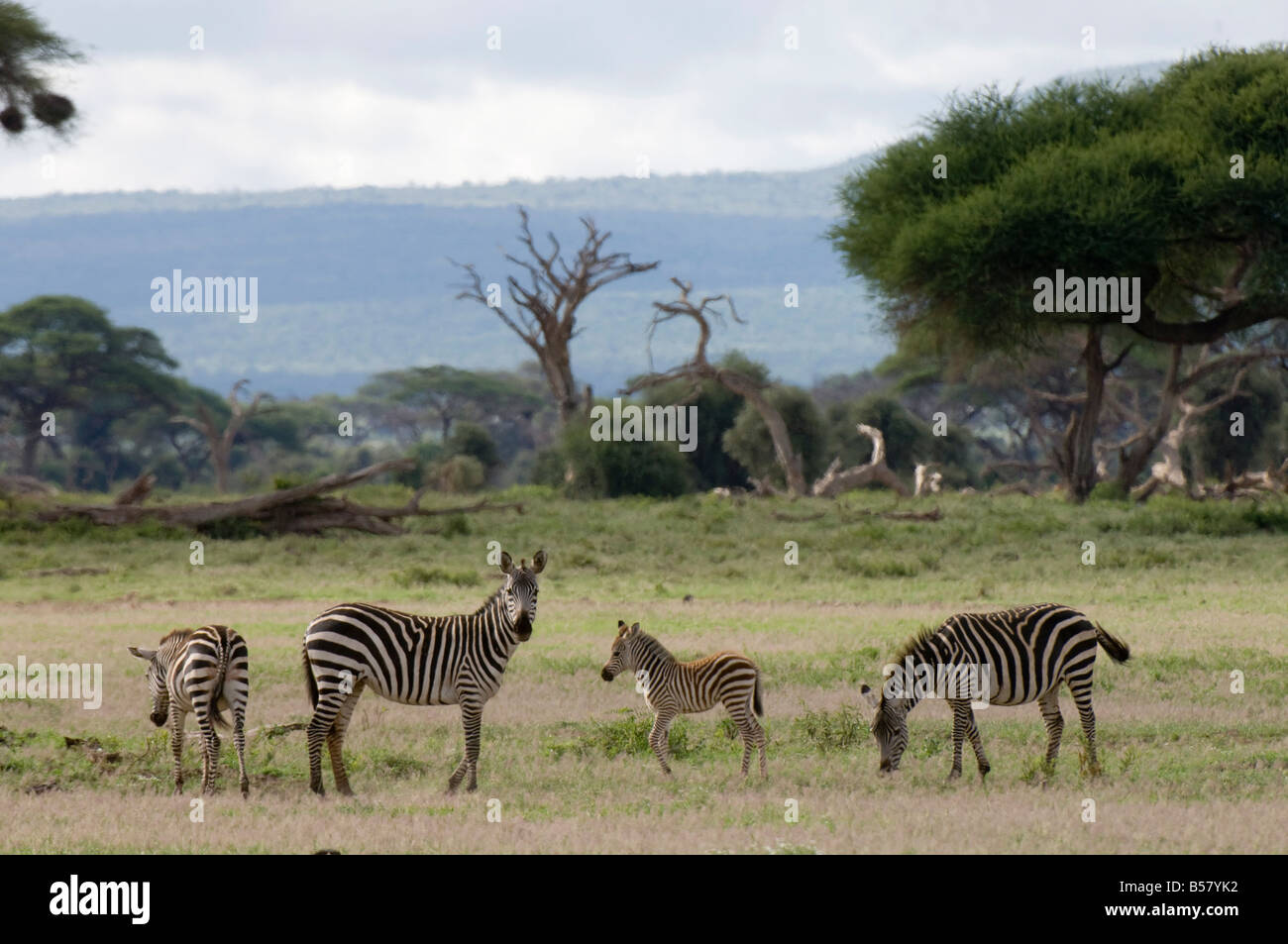 Zebras, Amboseli National Park, Kenya, East Africa, Africa Stock Photo