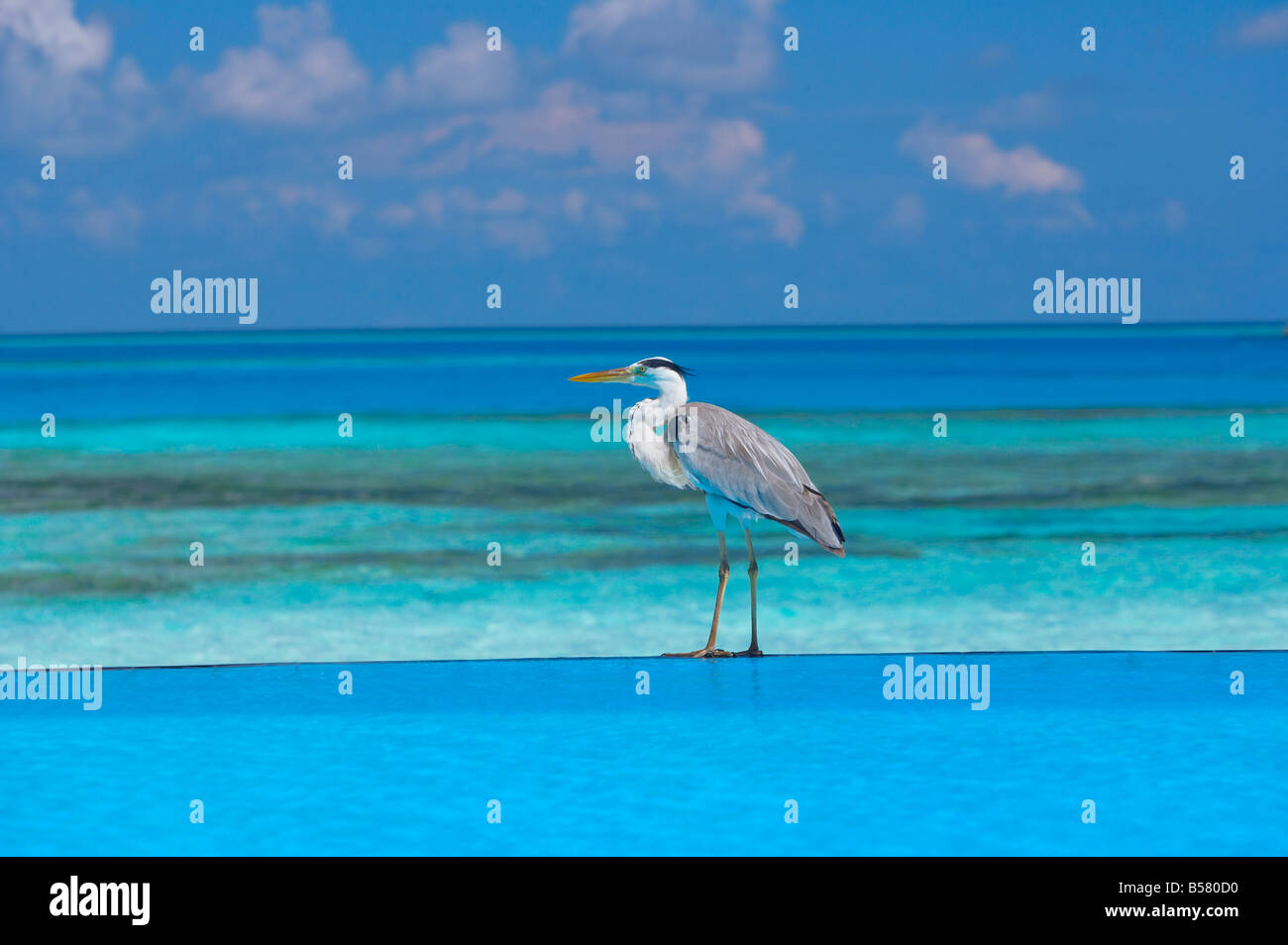 Blue heron standing in water, Maldives, Indian Ocean, Asia Stock Photo