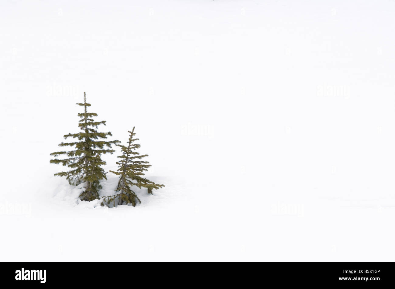Christmas outdoor scene of snow and pine trees Stock Photo
