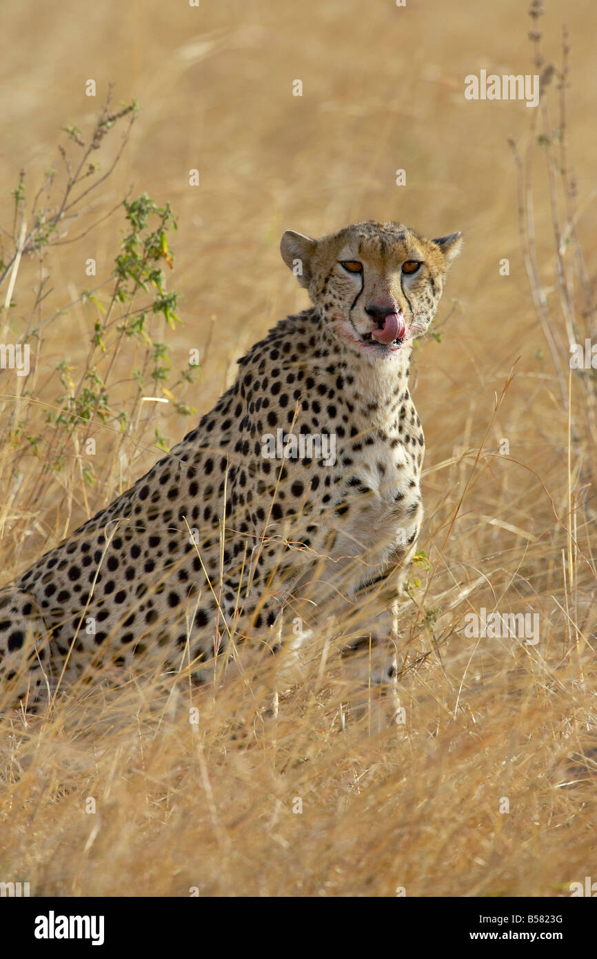 Cheetah (Acinonyx jubatus) cleaning up after eating, Masai Mara National Reserve, Kenya, East Africa, Africa Stock Photo