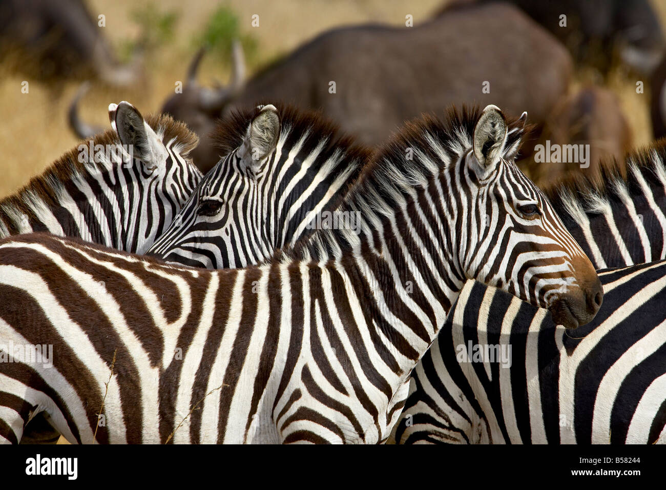 Common zebra (Burchells Stock Photo