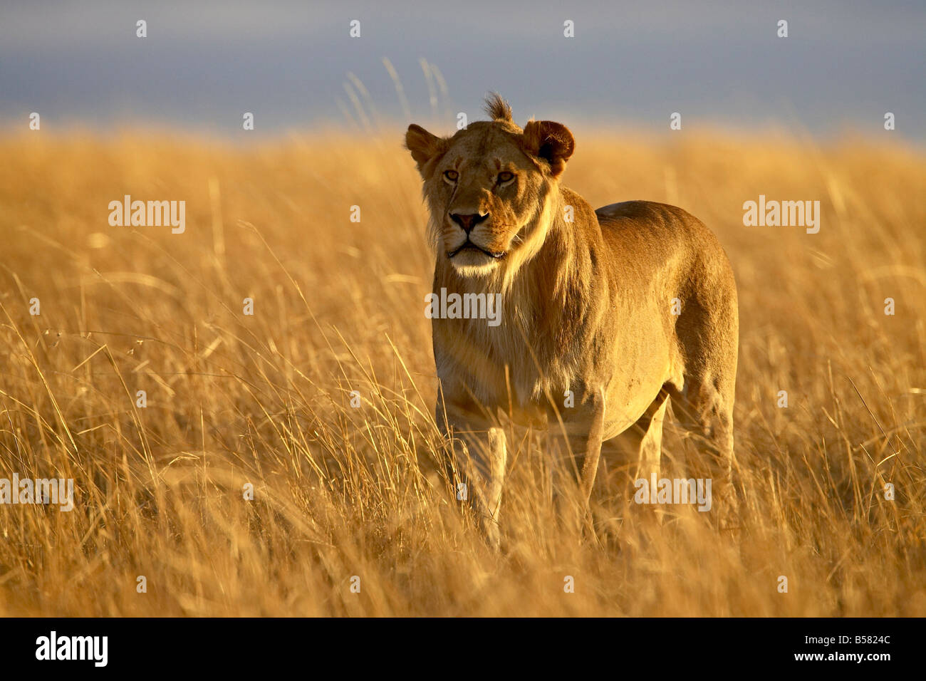 Young male lion (Panthera leo) in early morning light, Masai Mara National Reserve, Kenya, East Africa, Africa Stock Photo