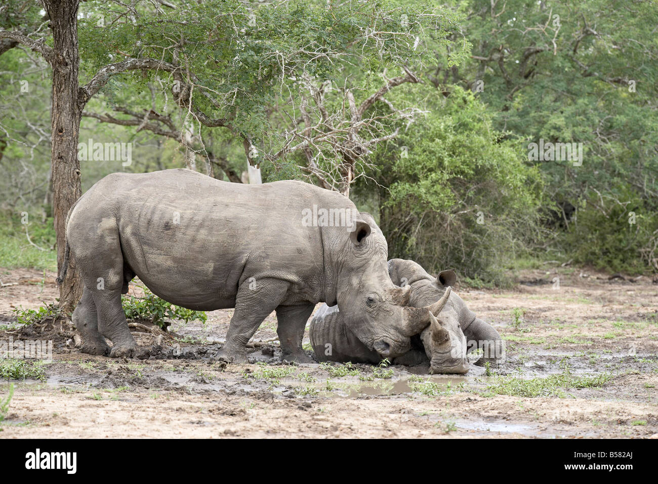 Two white rhinoceros (Ceratotherium simum) rubbing noses, Imfolozi Game Reserve, South Africa, Africa Stock Photo