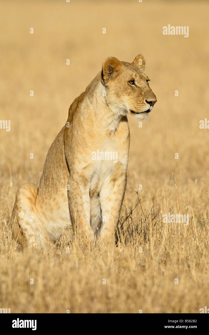 Young male lion (Panthera leo), Masai Mara National Reserve, Kenya, East Africa, Africa Stock Photo