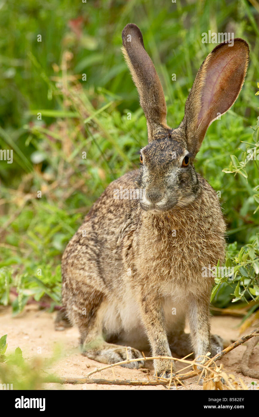 African hare (Cape hare) (brown hare) (Lepus capensis), Addo Elephant National Park, South Africa, Africa Stock Photo