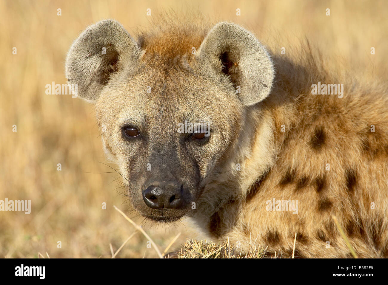 Spotted hyena (spotted hyaena) (Crocuta crocuta), Masai Mara National Reserve, Kenya, East Africa, Africa Stock Photo