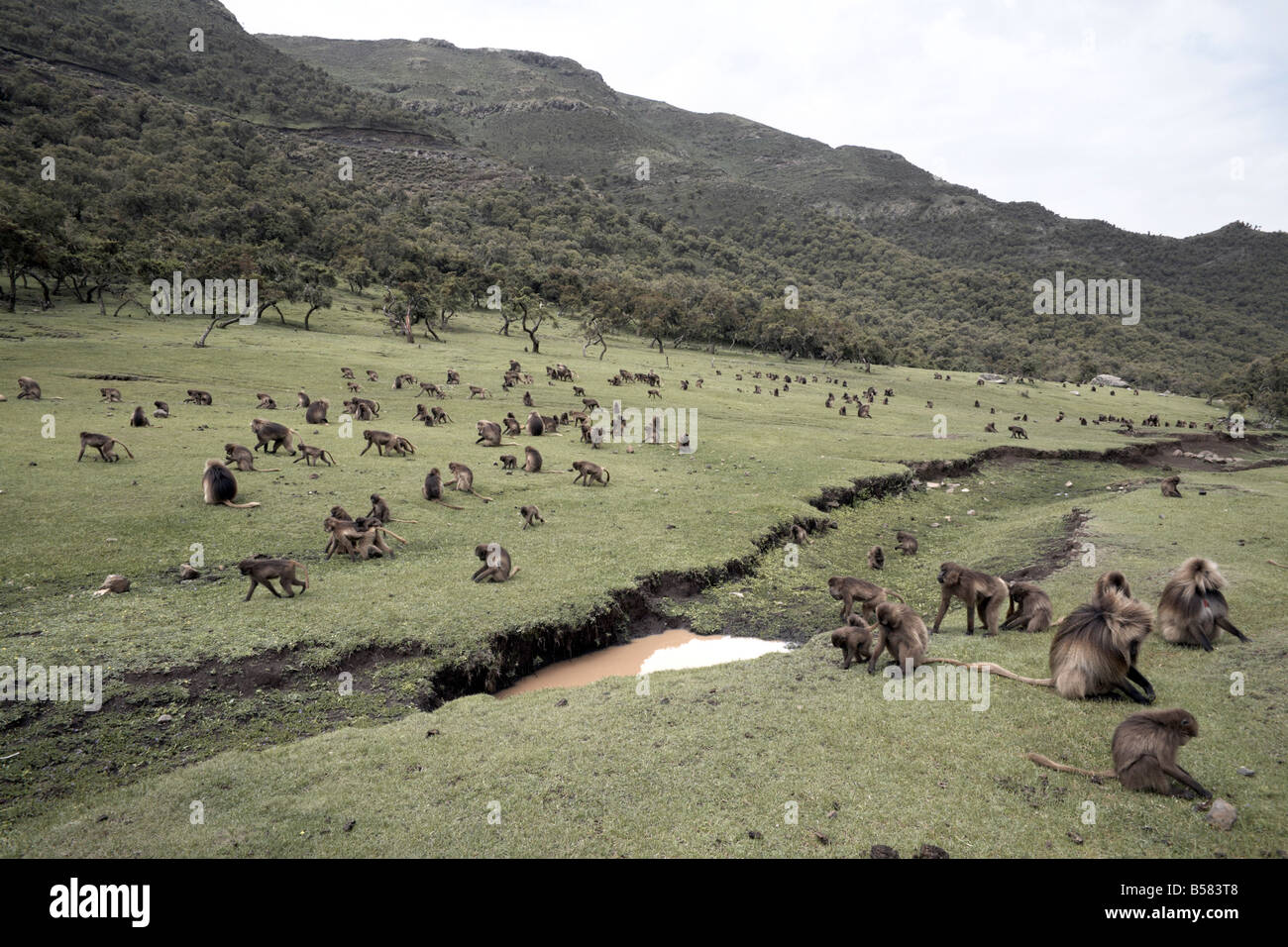 Gelada baboons, in the Simien Mountains National Park, Ethiopia, Africa Stock Photo