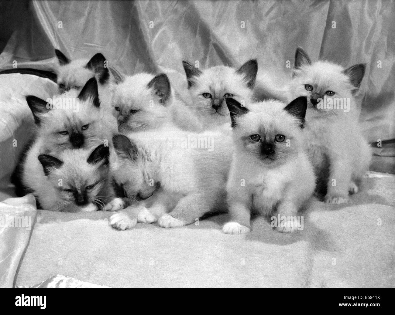 Views: Cats. August 1966 P005157 Stock Photo