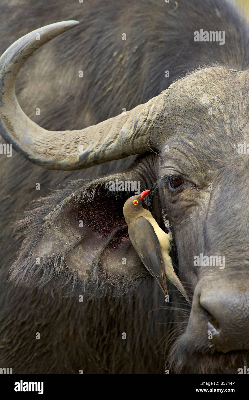 Red-billed oxpecker (Buphagus erythrorhynchus) and Cape buffalo, Hluhluwe Game Reserve, Africa Stock Photo