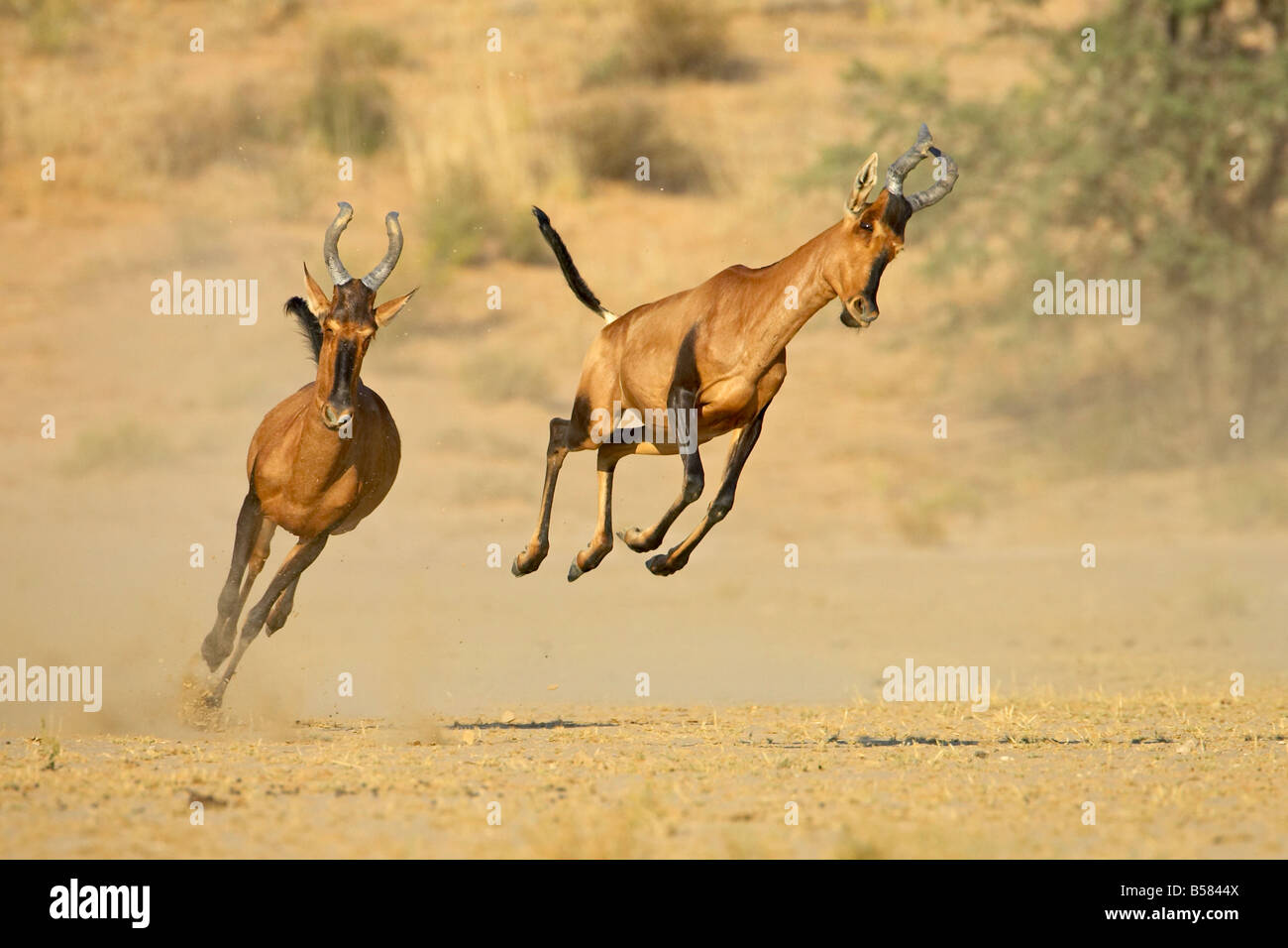 Two red hartebeest running and playing, encompassing the former Kalahari Gemsbok National Park, Africa Stock Photo
