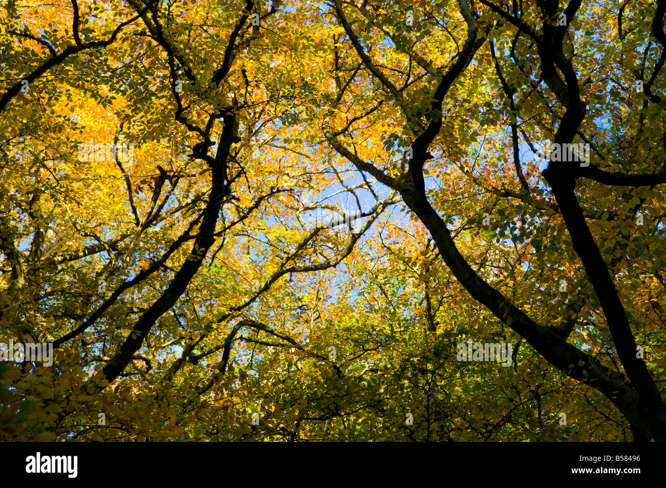Gold canopy hi-res stock photography and images - Alamy