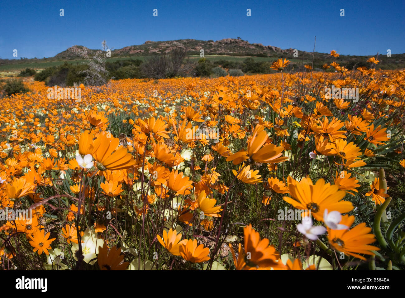 Namaqualand daisies (Dimorphotheca sinuata), Namaqualand National Park, South Africa, Africa Stock Photo