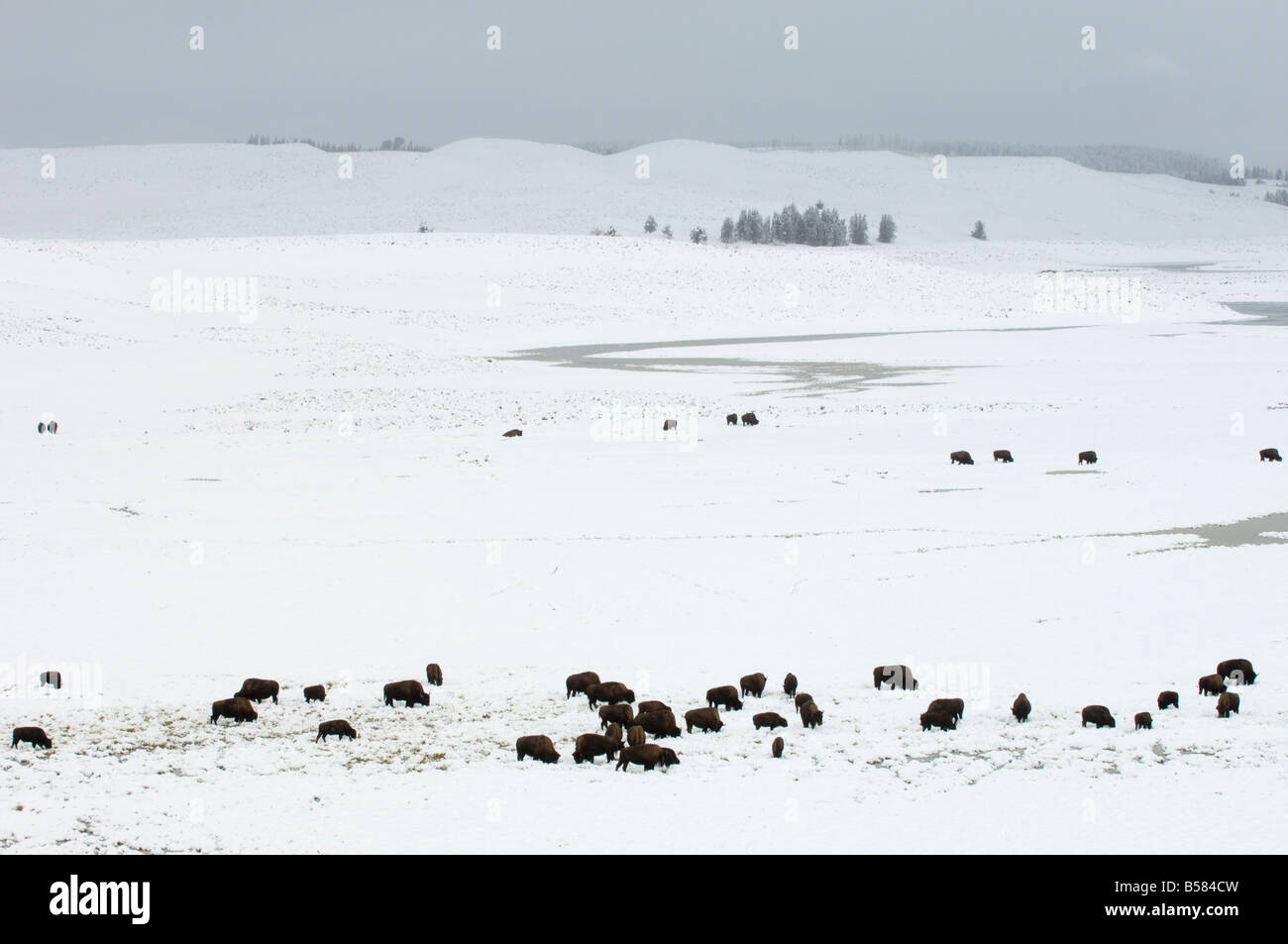 Bison Snow High Resolution Stock Photography and Images - Alamy