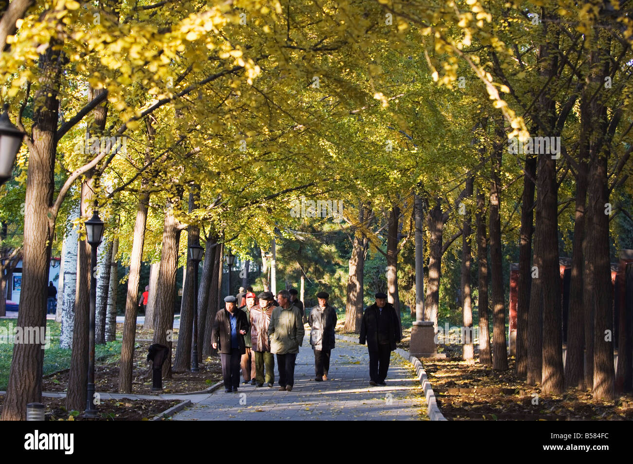 People walking under an avenue of autumn coloured trees in Ritan Park, Beijing, China, Asia Stock Photo
