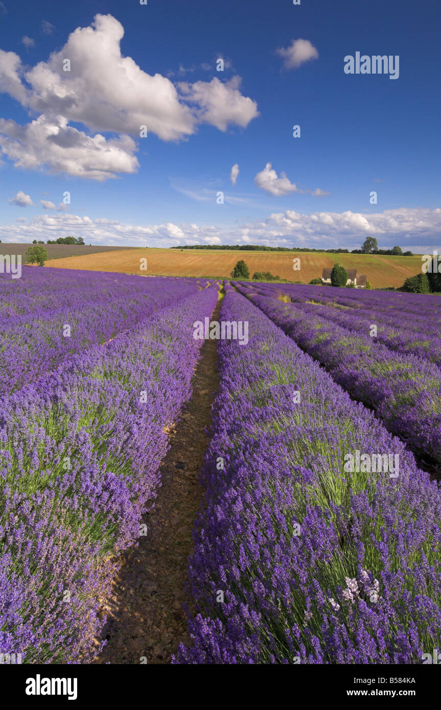 Lavender plants hires stock photography and images Alamy