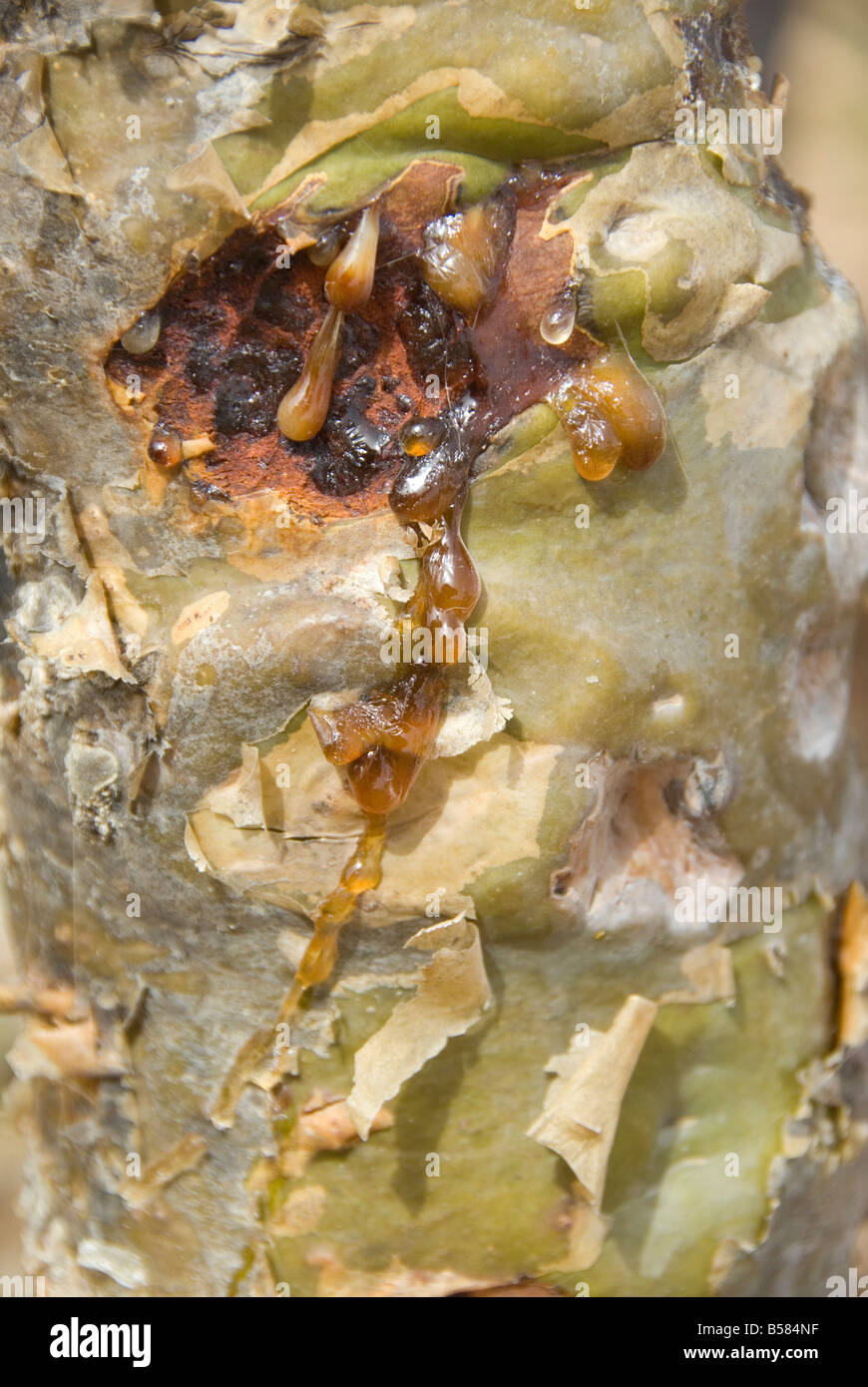 Oozing tree sap High Resolution Stock Photography and Images - Alamy