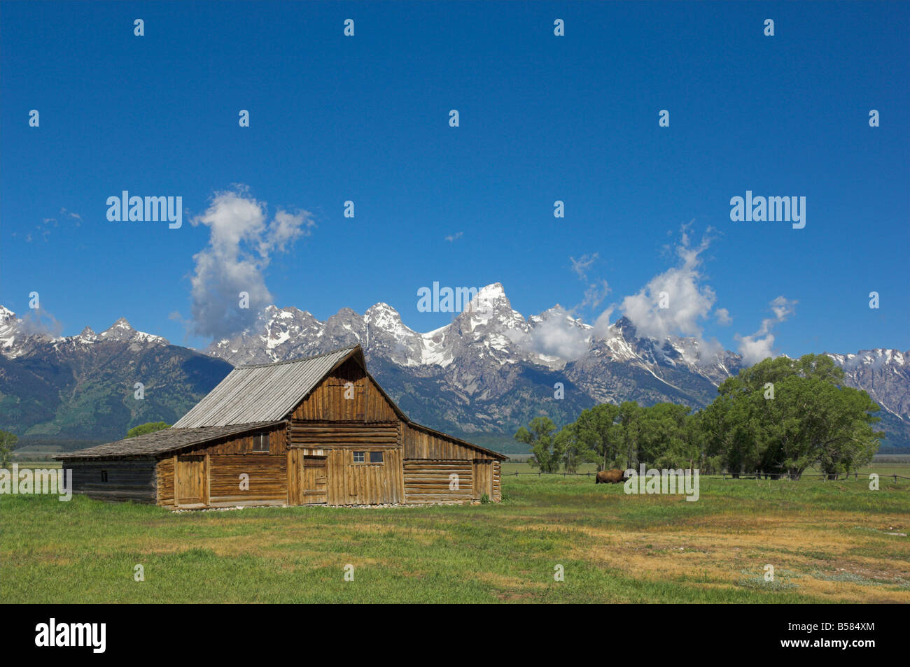 Mormon Row Barn and a bison off Antelope Flats Road, Jackson Hole ...